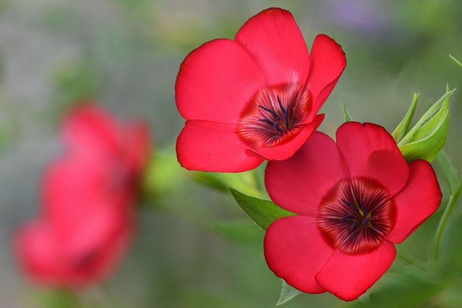 Лен Кудряш масличный