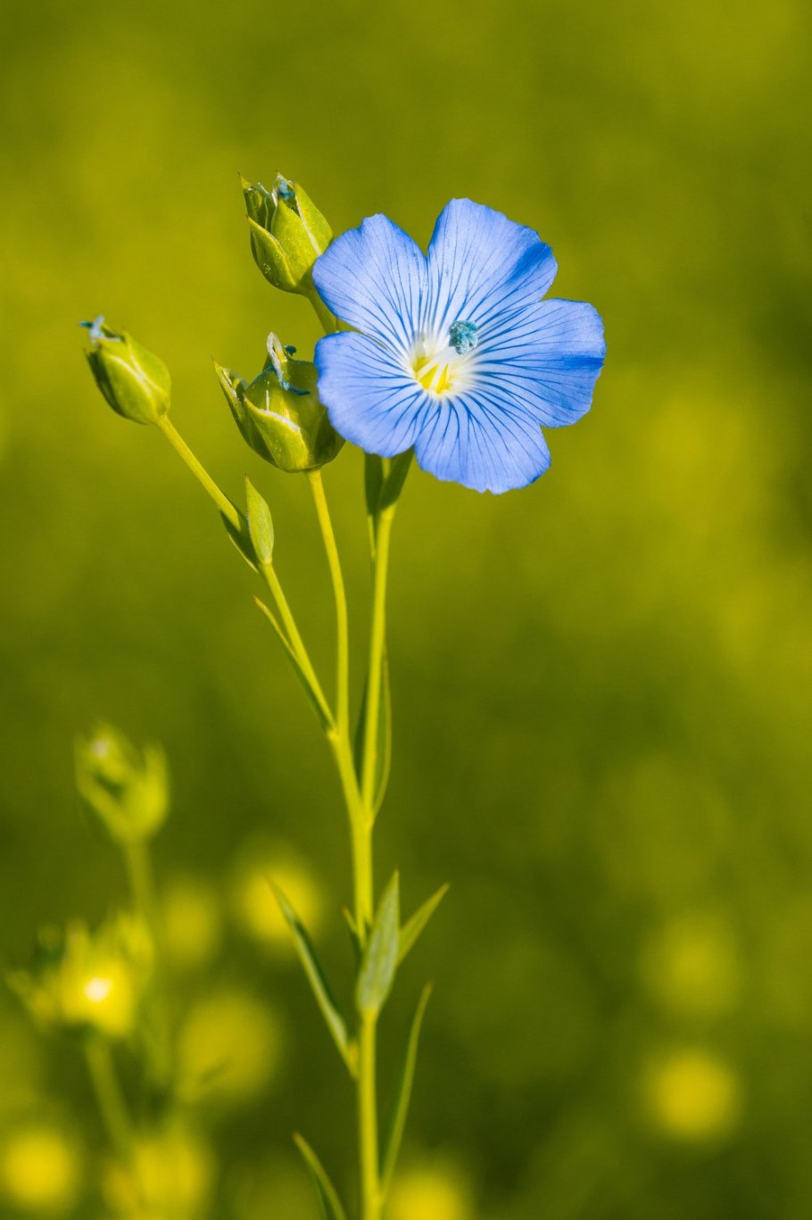 Linum usitatissimum - лен обыкновенный