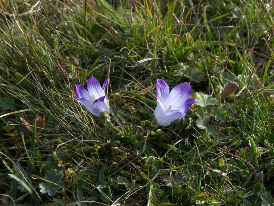 Campanula trachelium