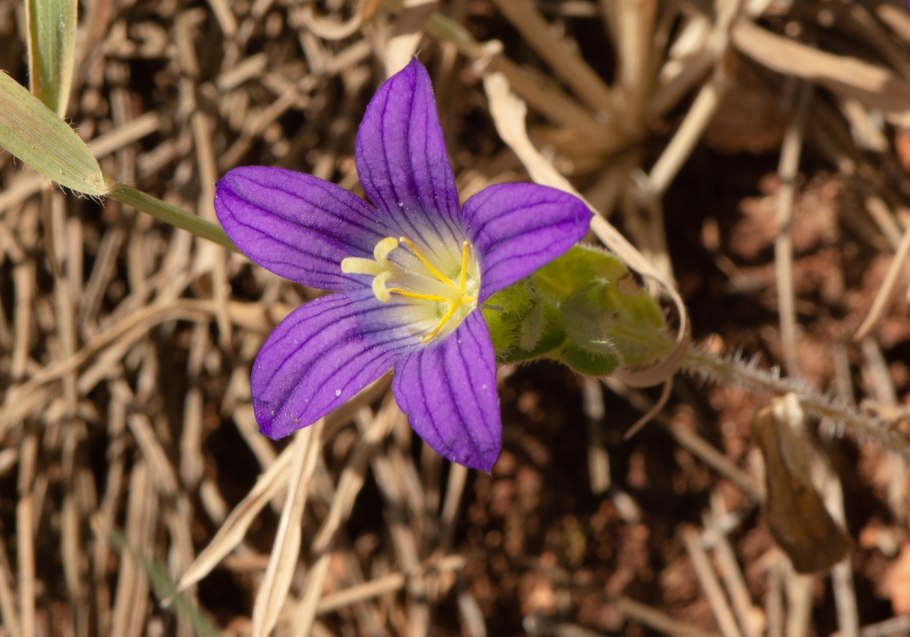 Campanula trachelium