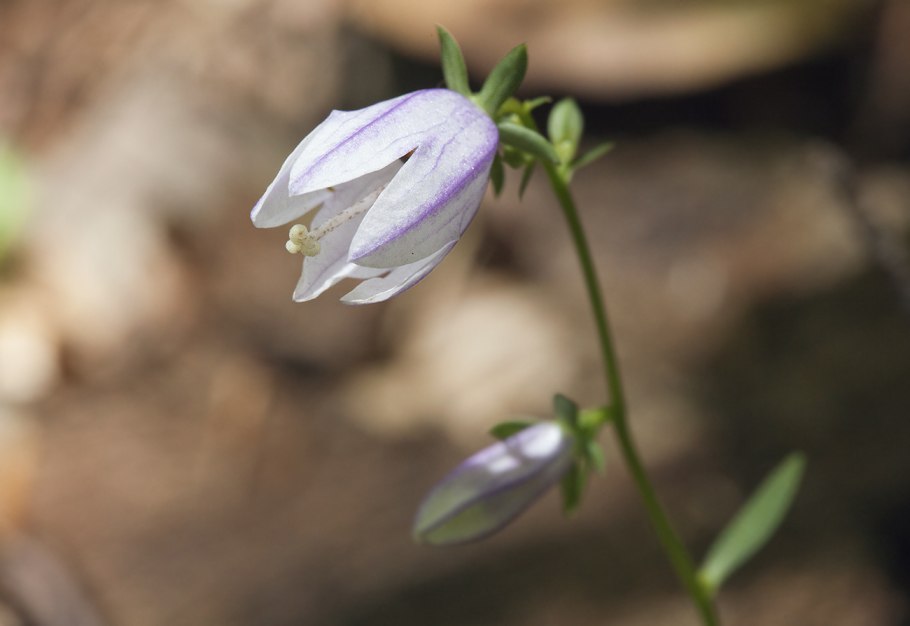 Колокольчик Campanula latifolia