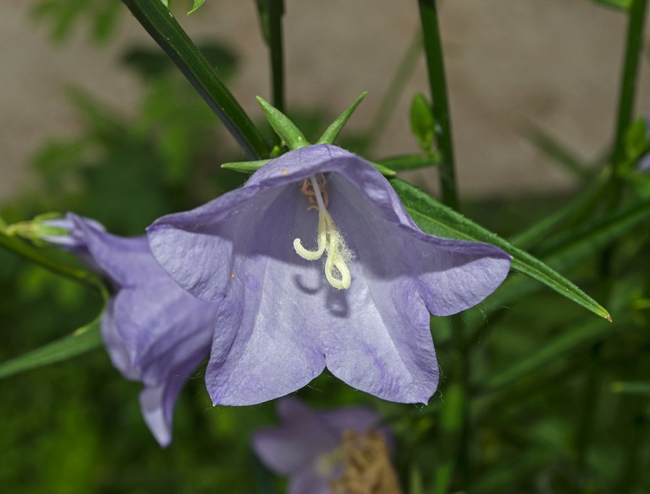 Campanula patula subsp. Abietina
