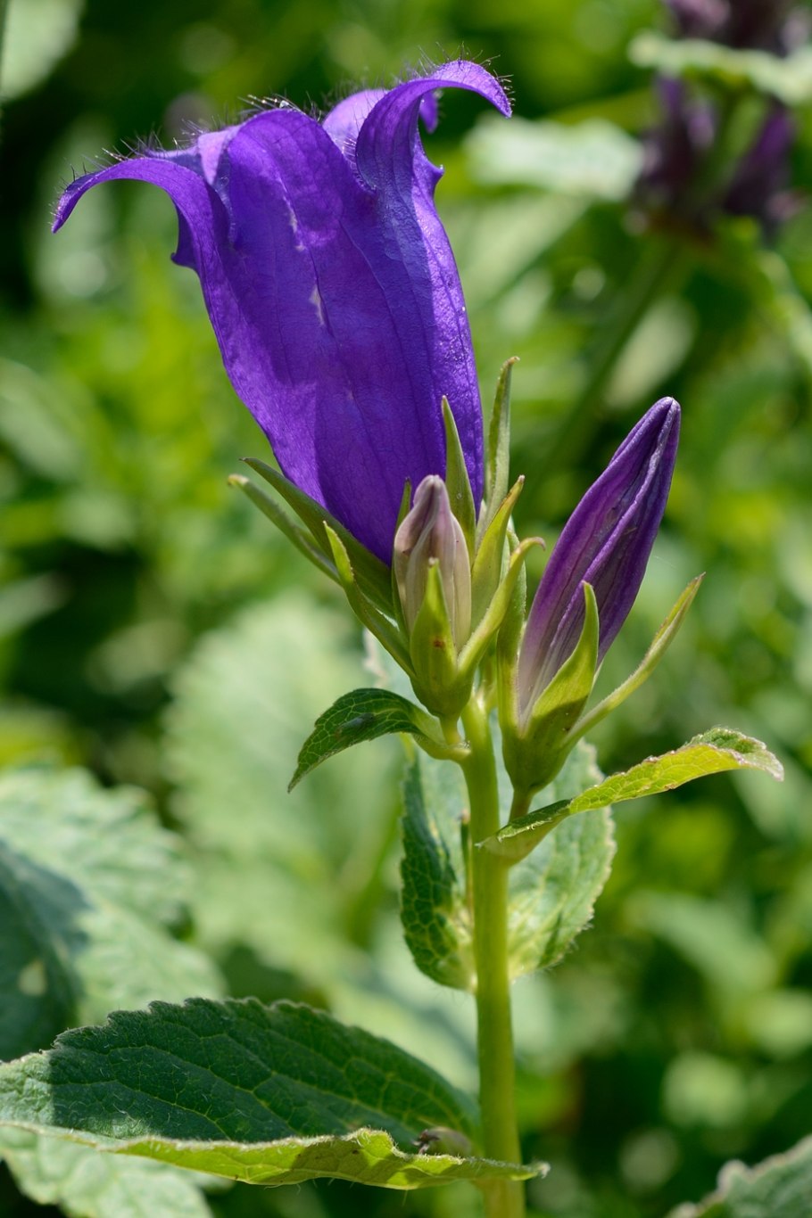 Колокольчик сборный Campanula glomerata