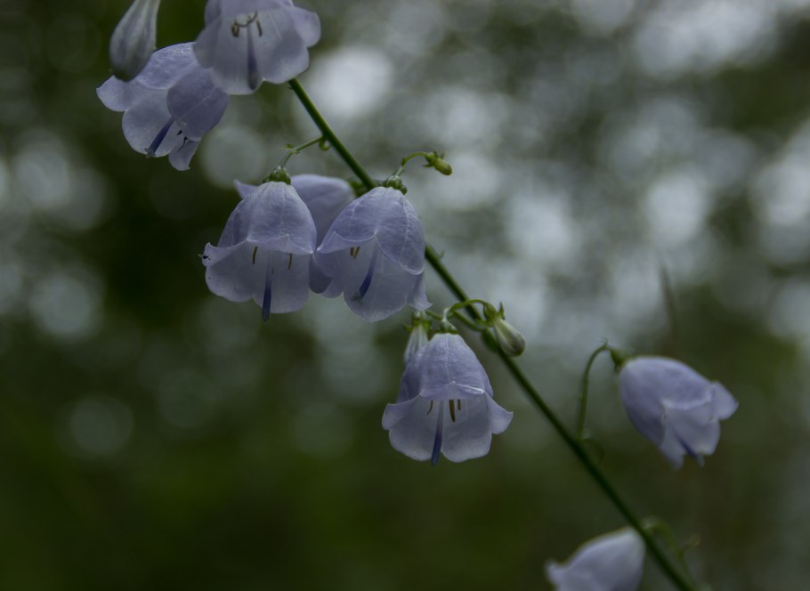 Колокольчик персиколистный рассада