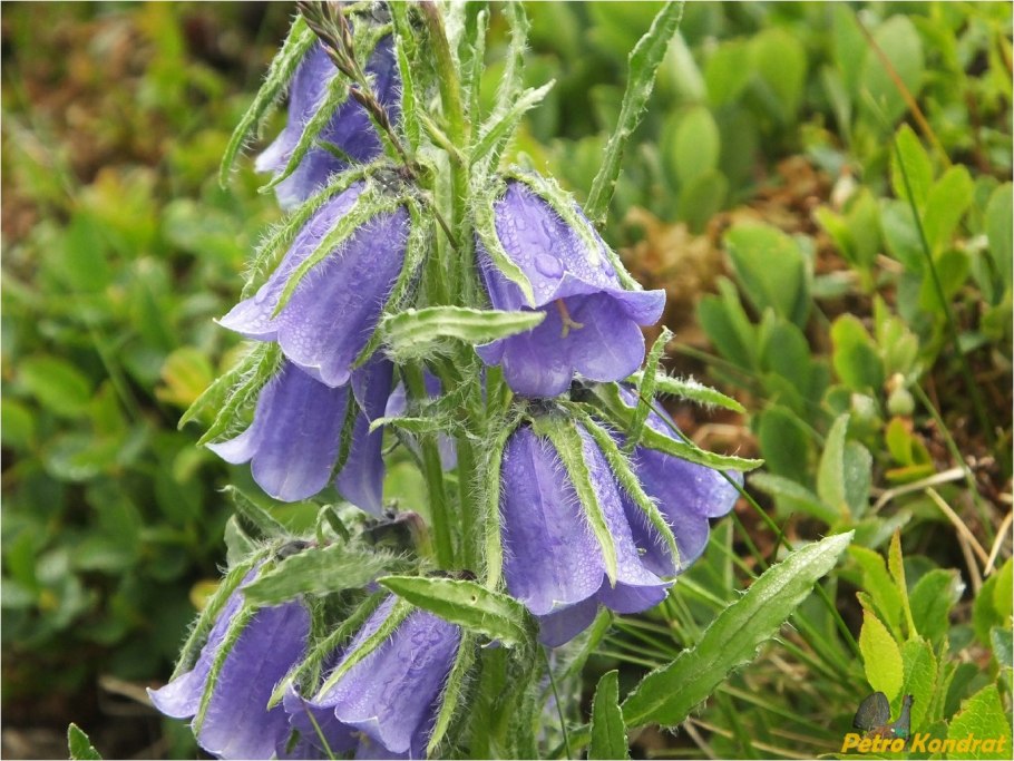 Колокольчик Безенгийский Campanula bessenginica