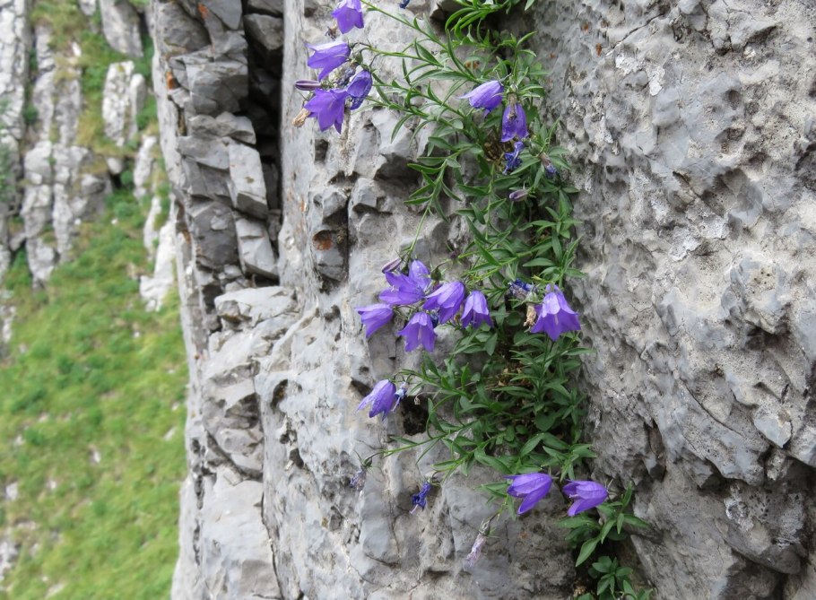 Campanula sibirica