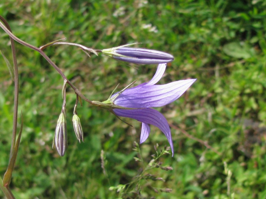 Колокольчик персиколистный (Campanula persicifolia l.)