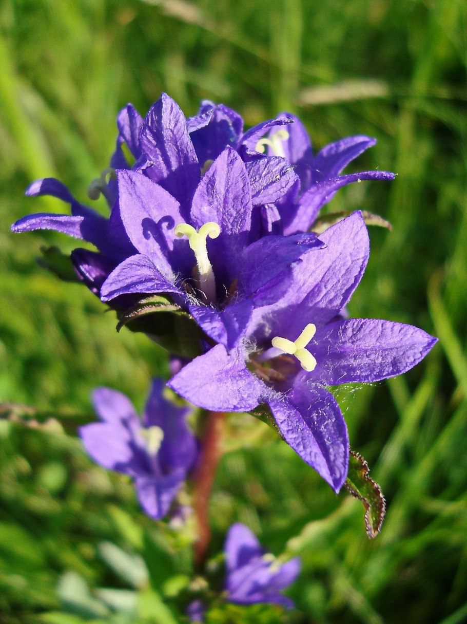 Campanula dasyantha