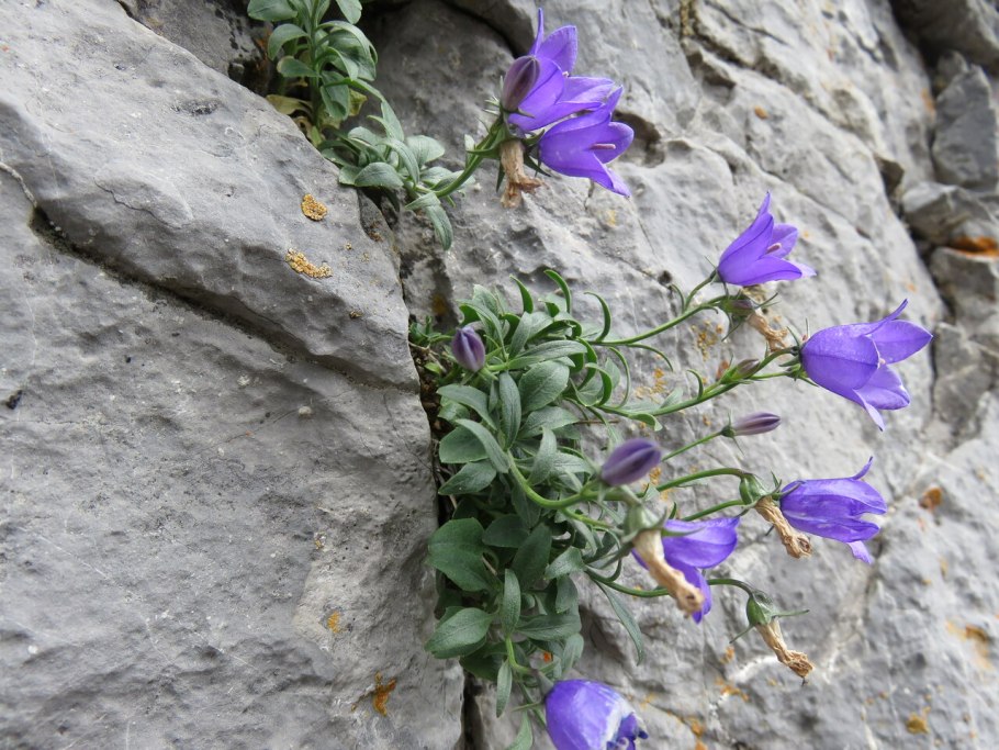 Campanula ardonensis