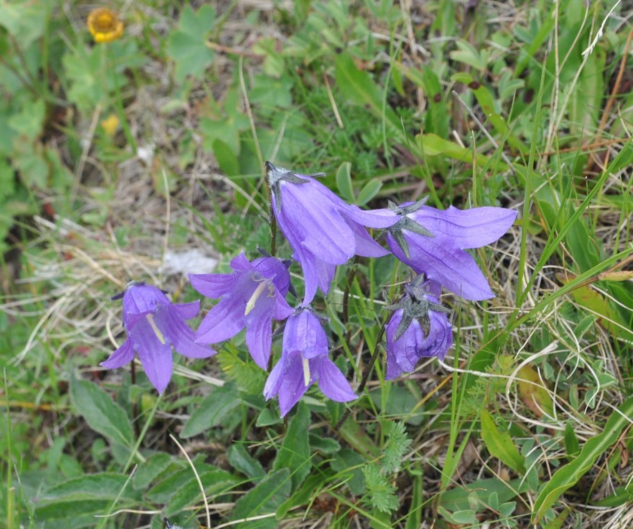 Campanula rotundifolia