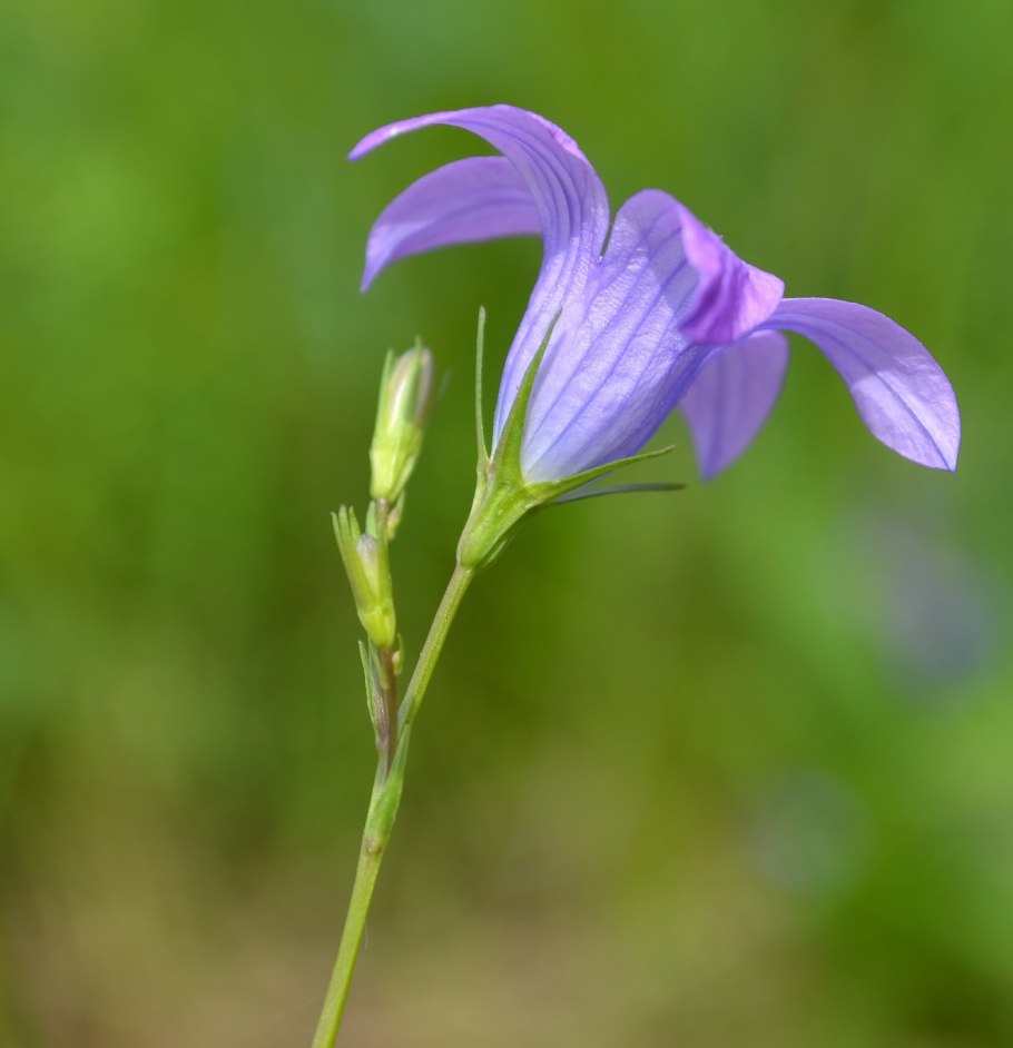 Колокольчик Сибирский Campanula sibirica l.