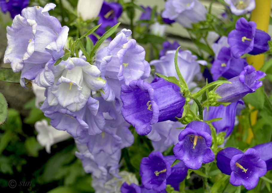 Campanula Плантариум