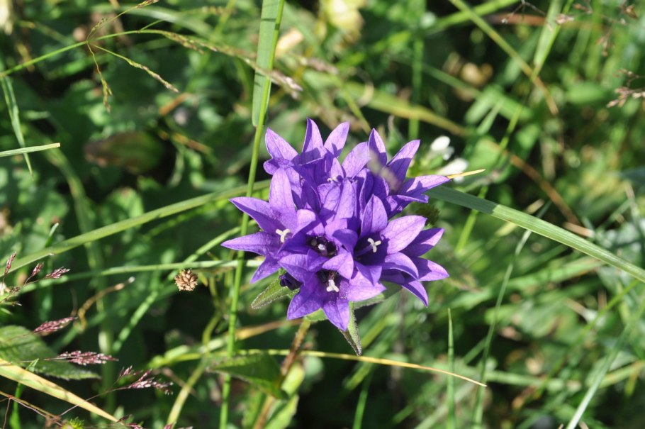 Колокольчик скученный campanula glomerata