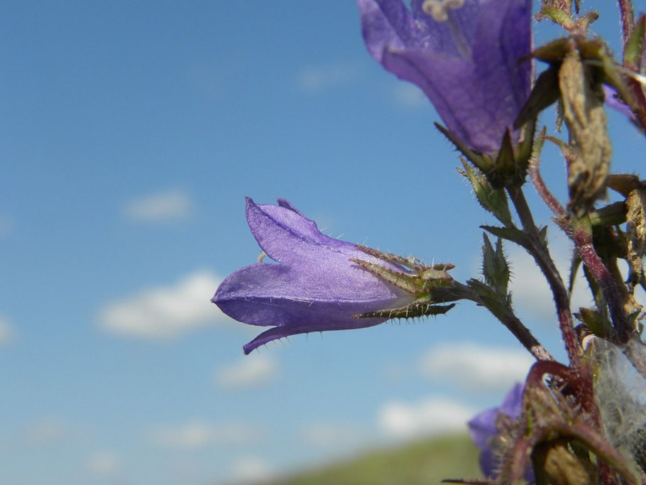 Колокольчик Болонский Campanula Bononiensis