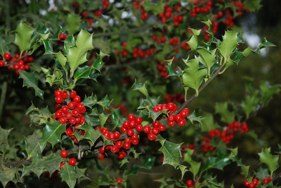 Падуб остролистный кустарник