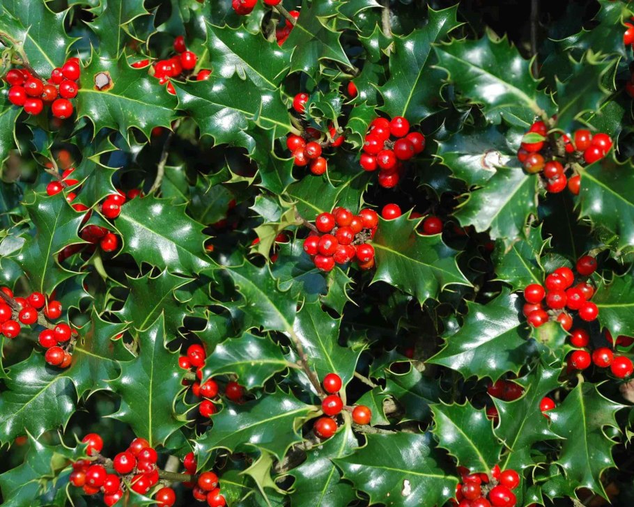 Падуб кустарник вечнозеленый