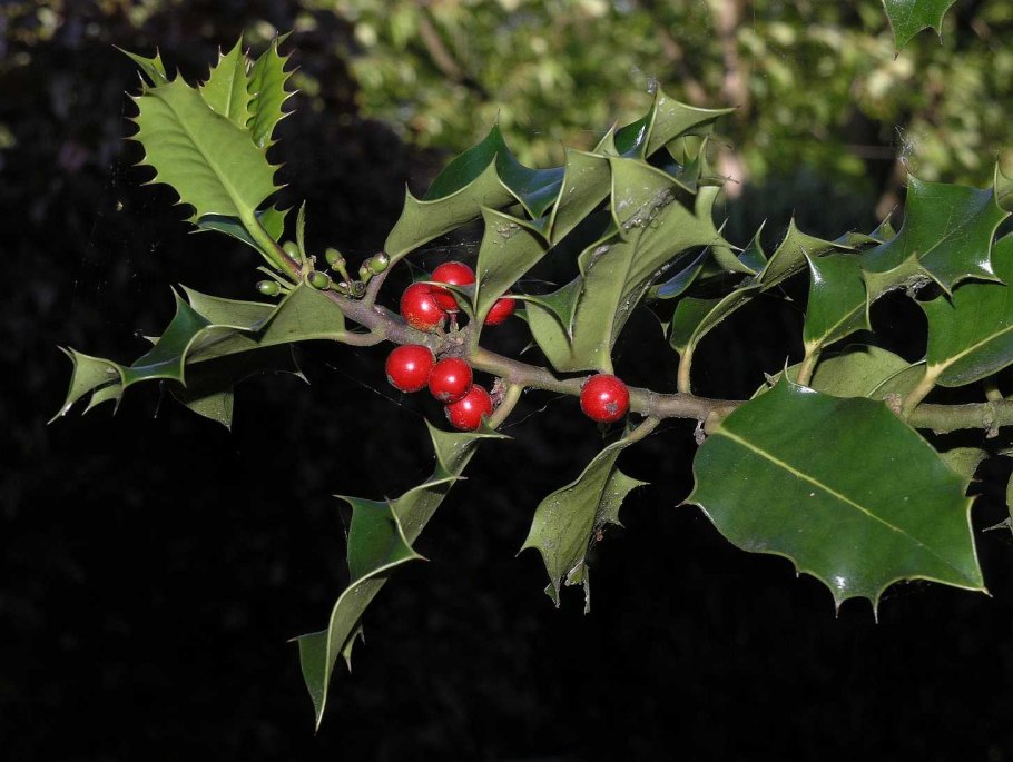 Падуб Илекс