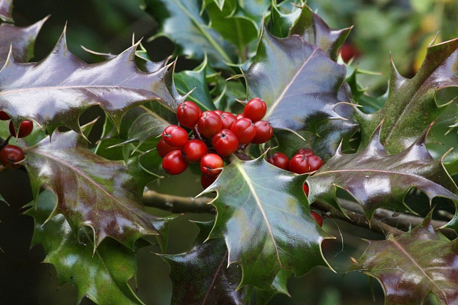 Падуб остролист