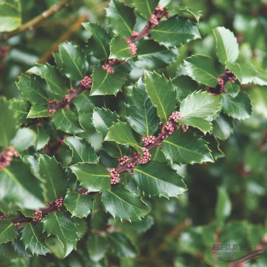 Падуб остролистный Вайт Крим