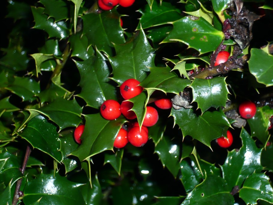 Падуб (остролист) – Holly
