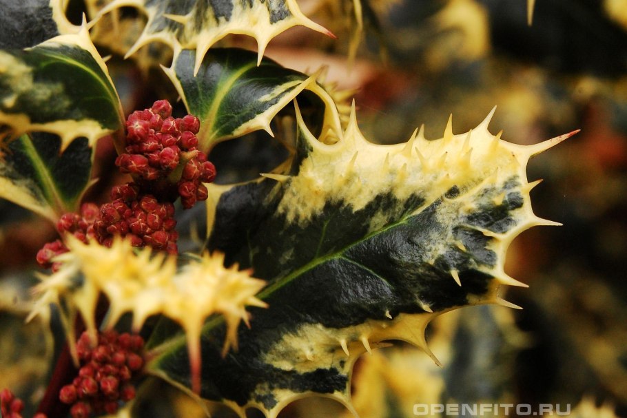 Падуб мутовчатый