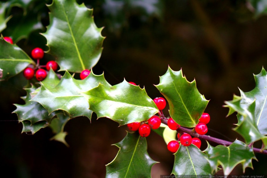 Остролист – Holly