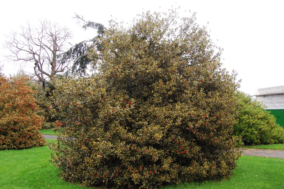 Падуб остролист