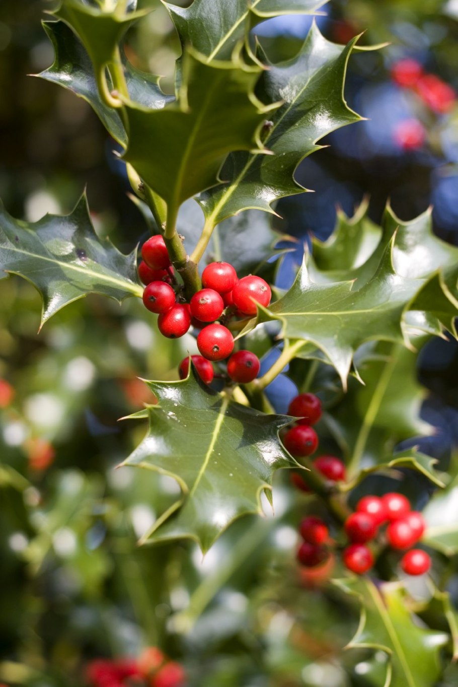 Падуб остролистный Аляска