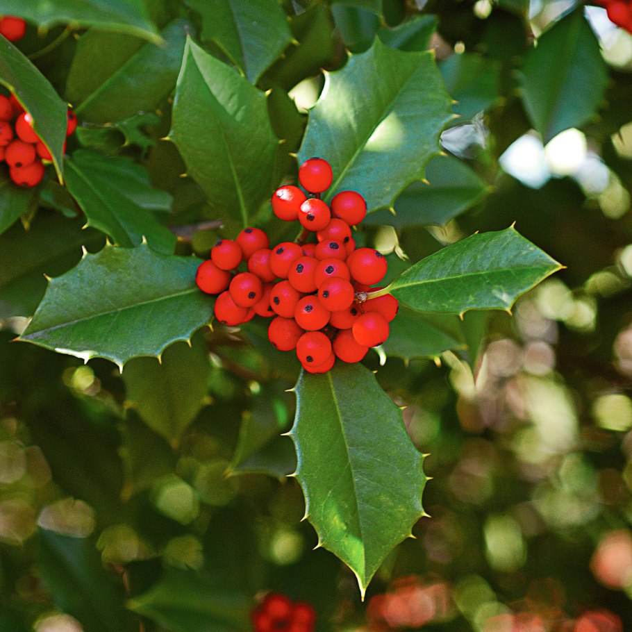 Падуб (остролист) – Holly