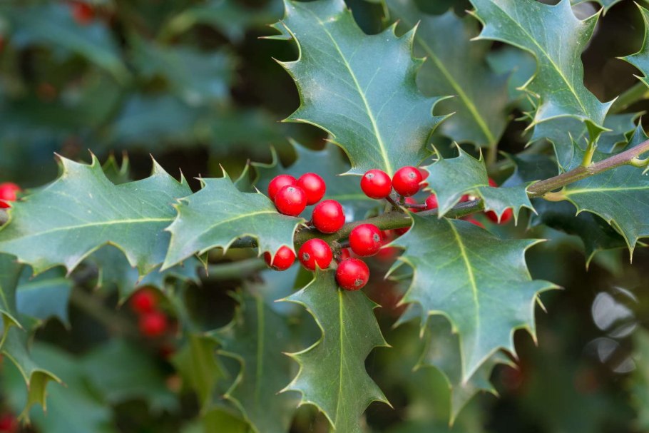 Падуб обыкновенный (Ilex aquifolium);