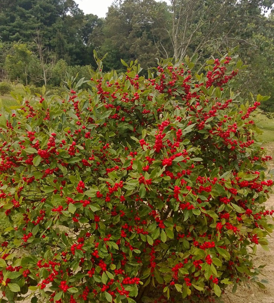 Падуб рогатый Ilex cornuta