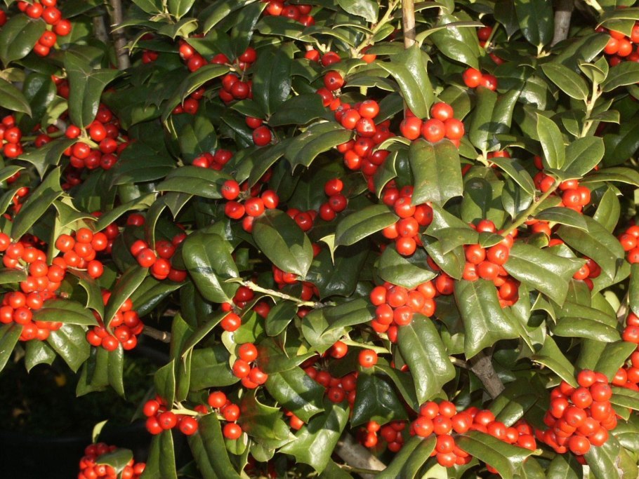 Падуб остролистный Аляска