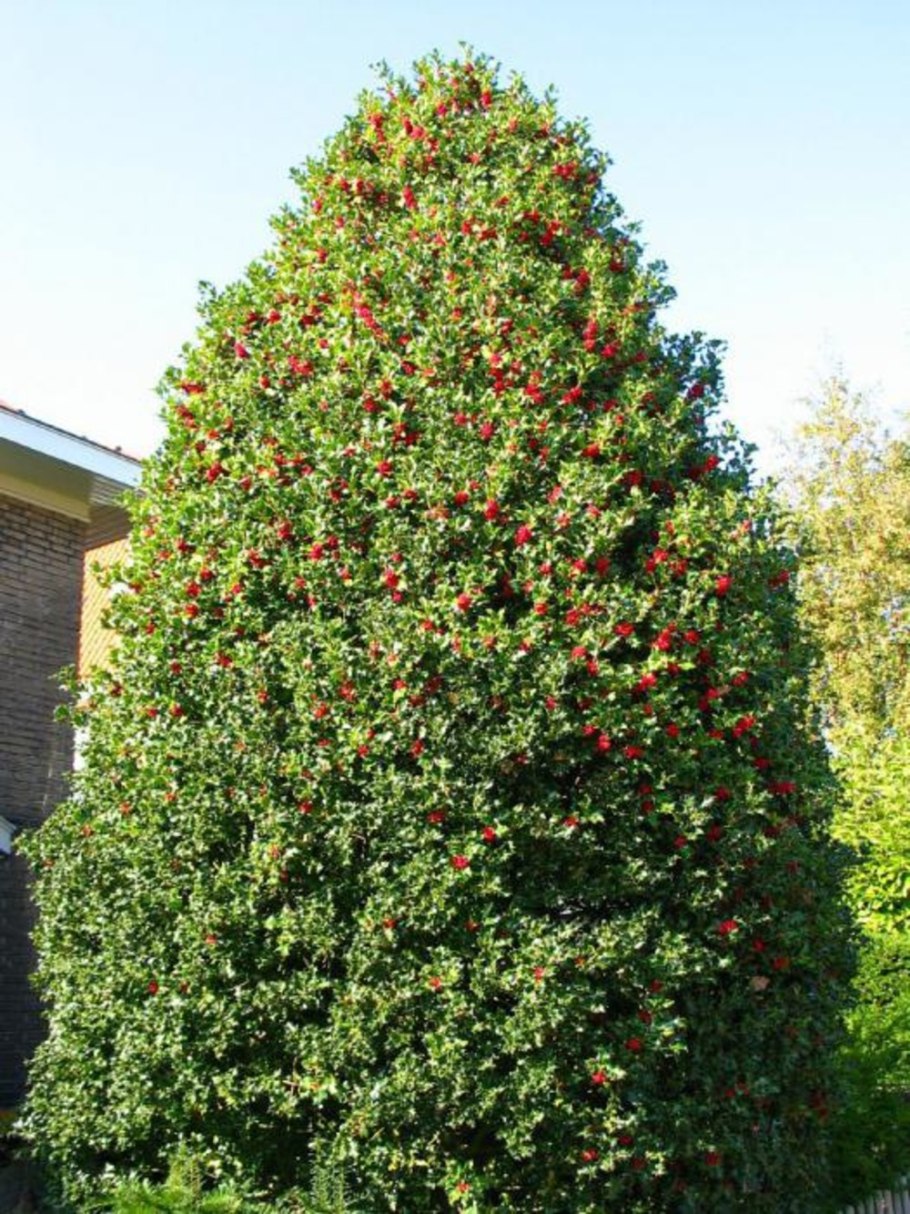 Падуб обыкновенный (Ilex aquifolium);