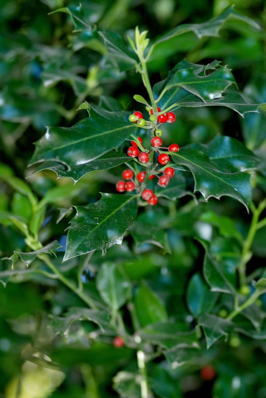 Падуб пестрый