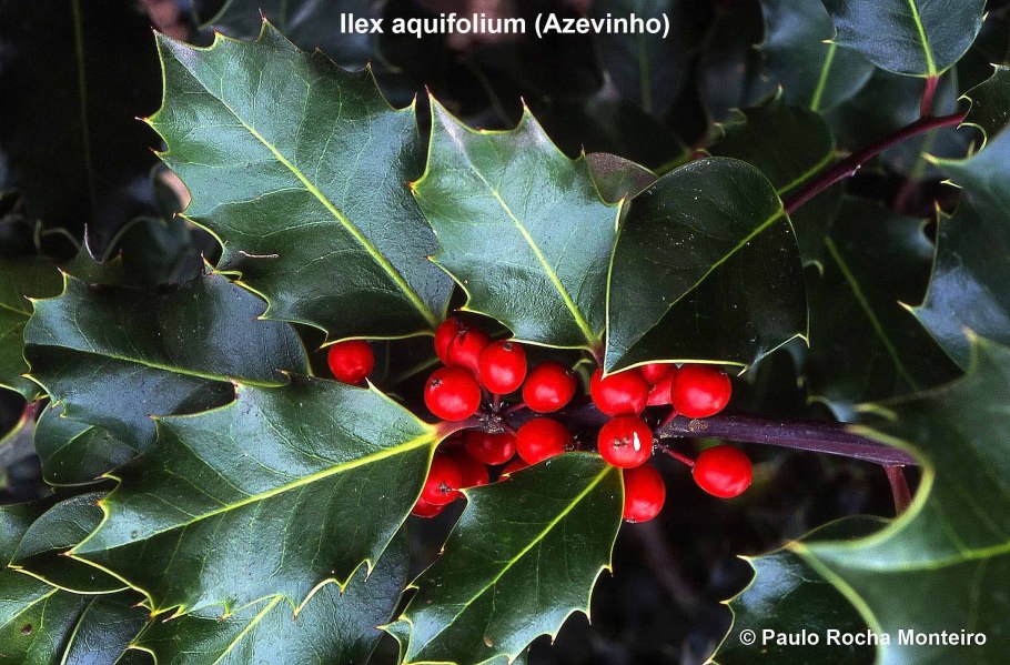 Падуб остролистный Силвер