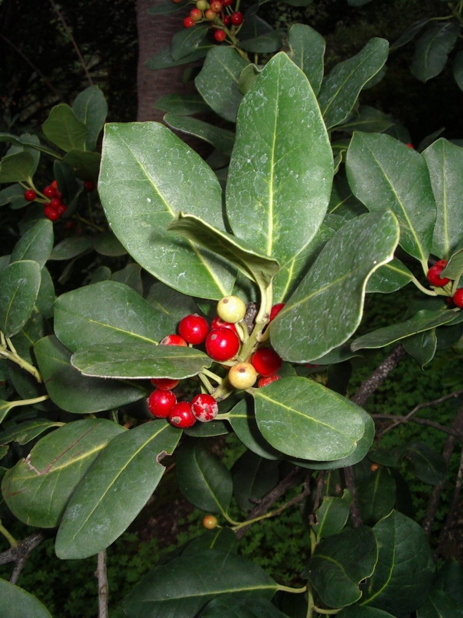 Ilex aquifolium
