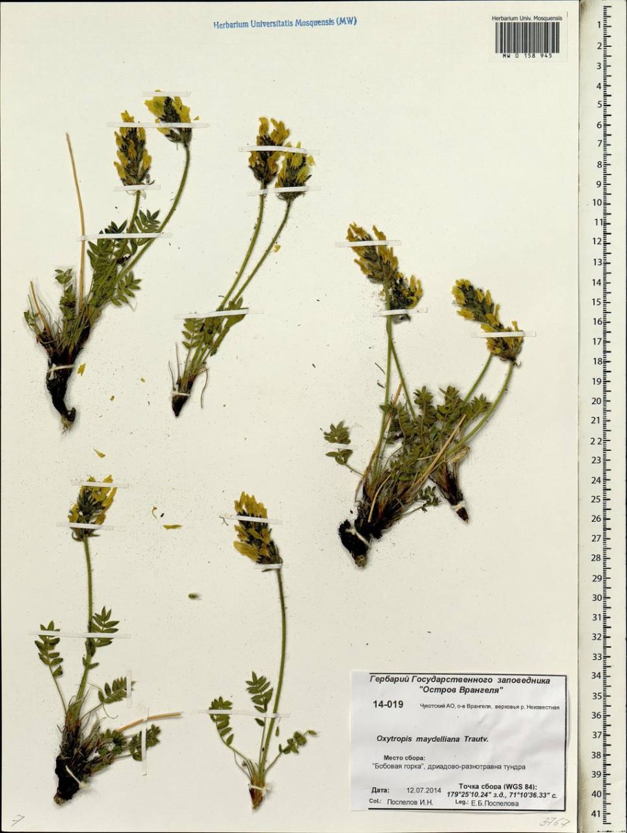 Остролодочник Альпийский