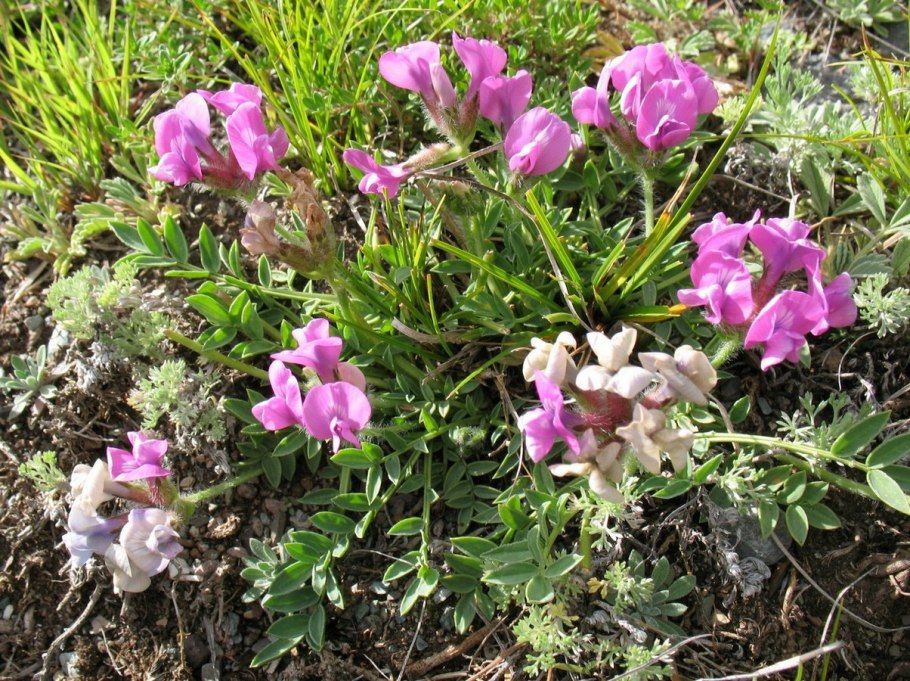 Oxytropis includens