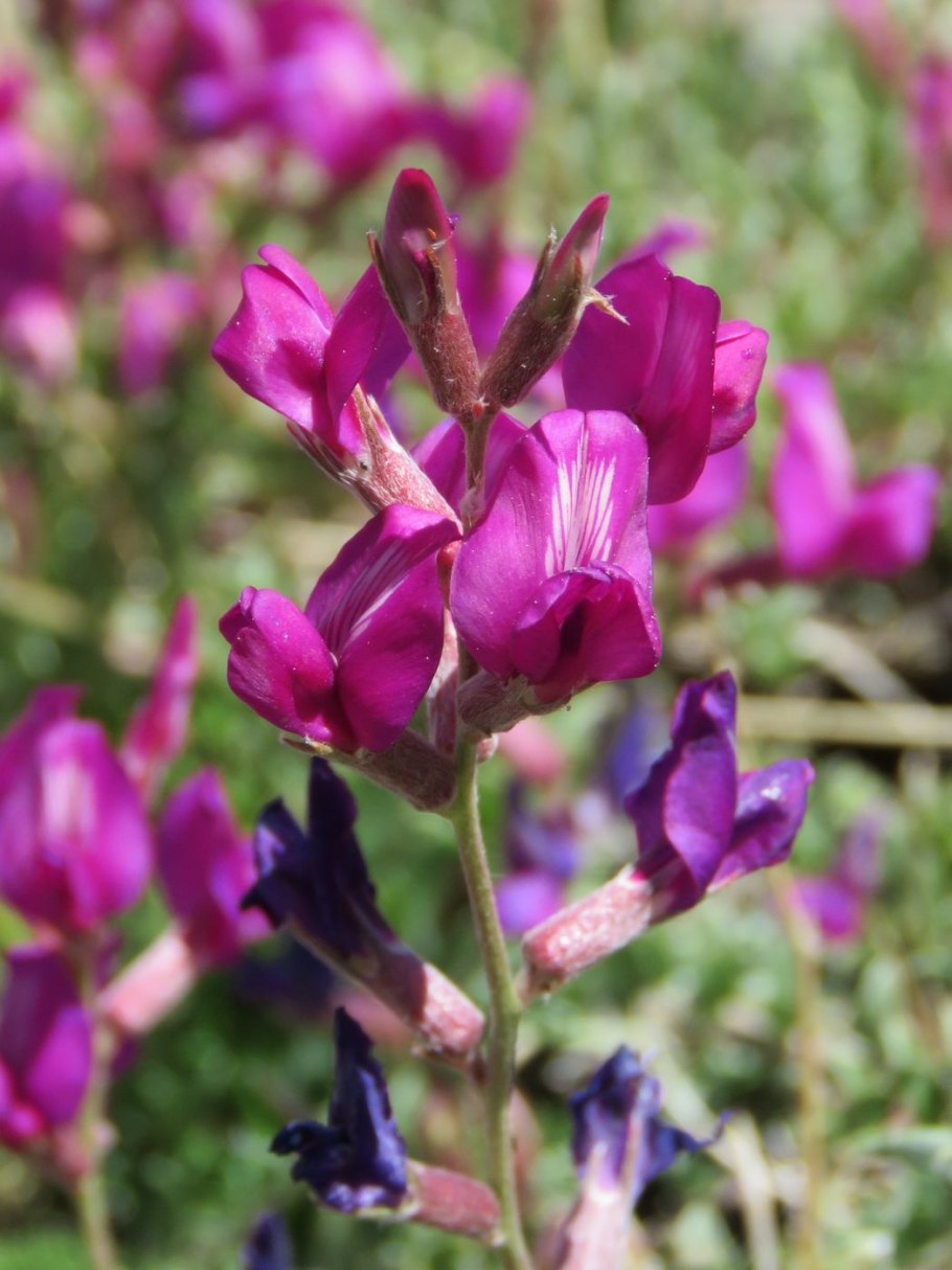 Остролодочник (oxytropis)