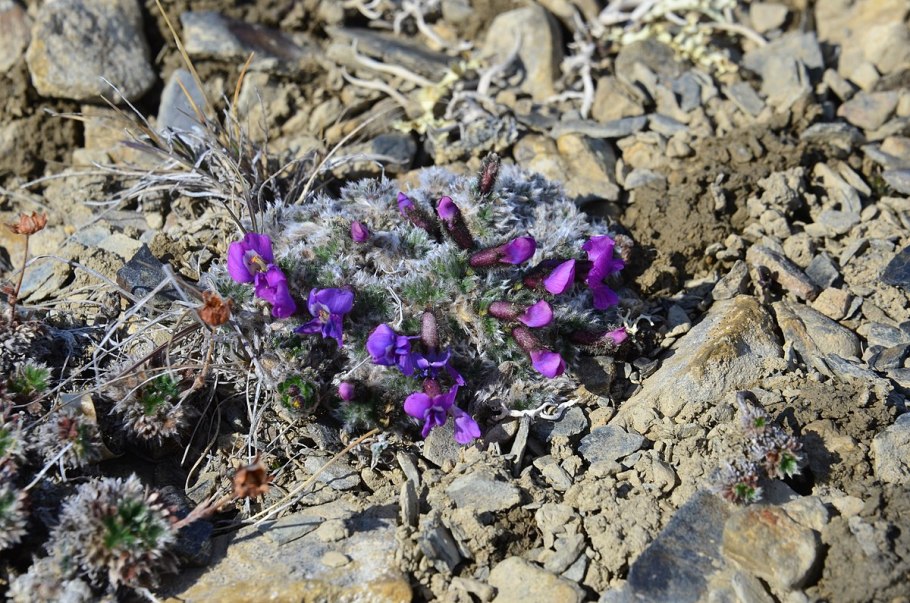 Остролодочник Ревердатто