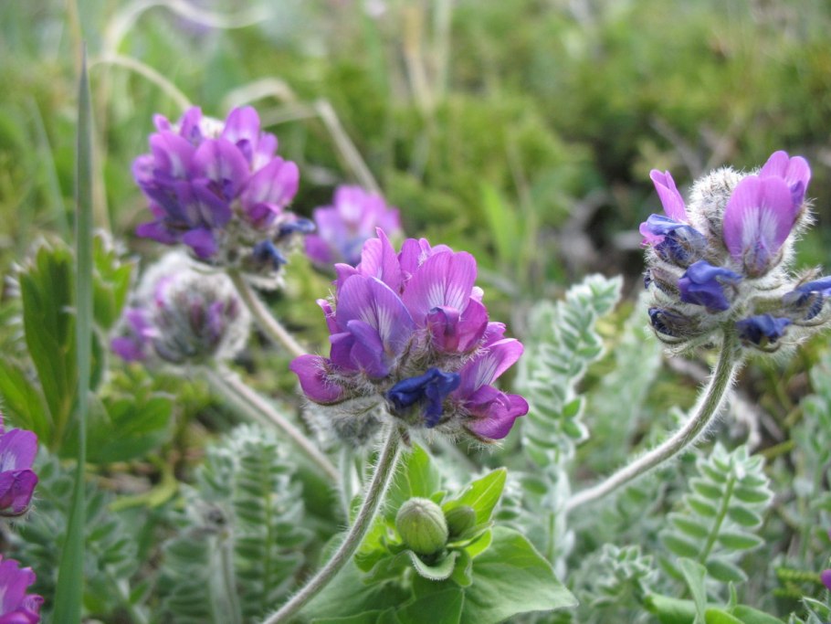 Остролодочник вздутоплодный