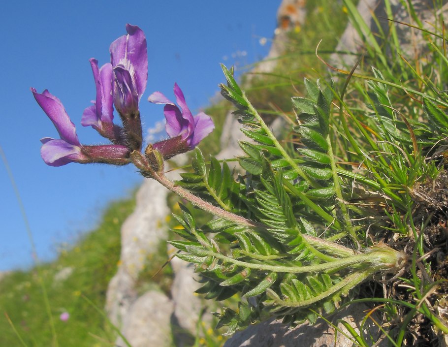 Oxytropis glabra