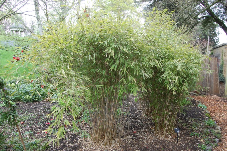 Pleioblastus simonii 'heterophyllus'