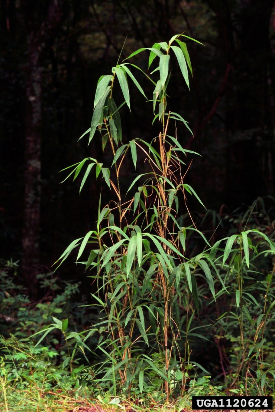 Бамбук Arundinaria gigantea