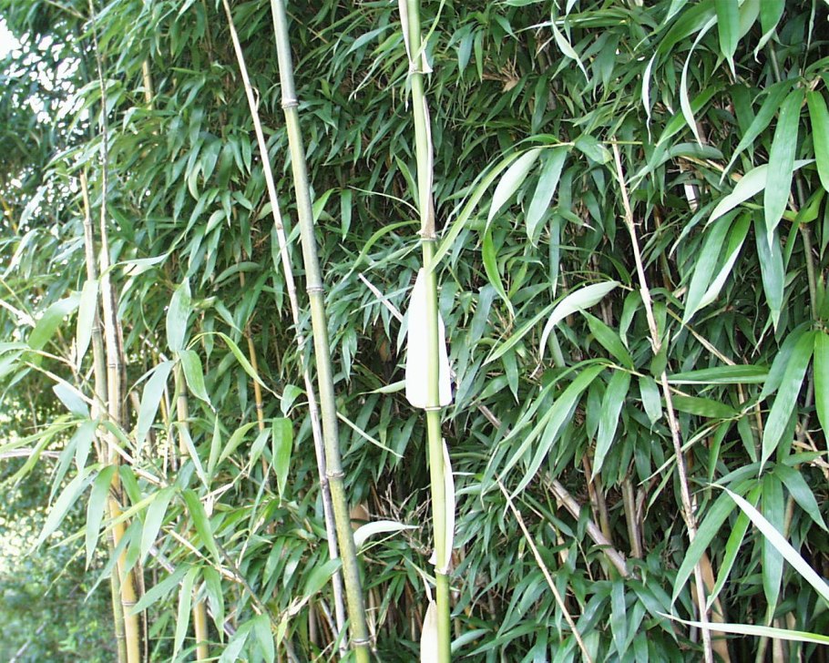 Бамбук Semiarundinaria fastuosa 'viridis'