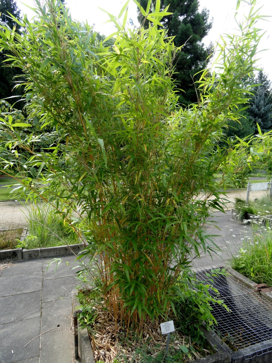 Bamboo Fargesia nitida