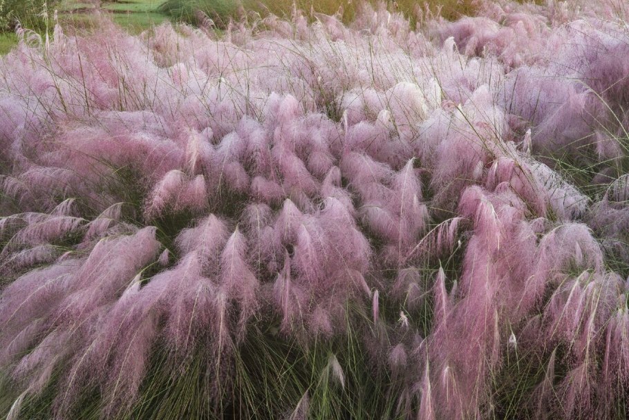 Посконник пятнистый (Eupatorium maculatum)