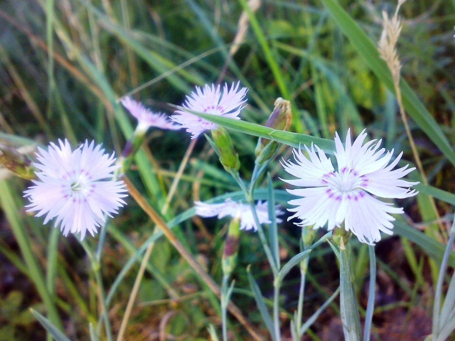 Гвоздика Песчаная – Dianthus arenarius l.