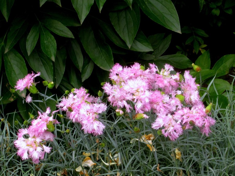 Dianthus Superbus