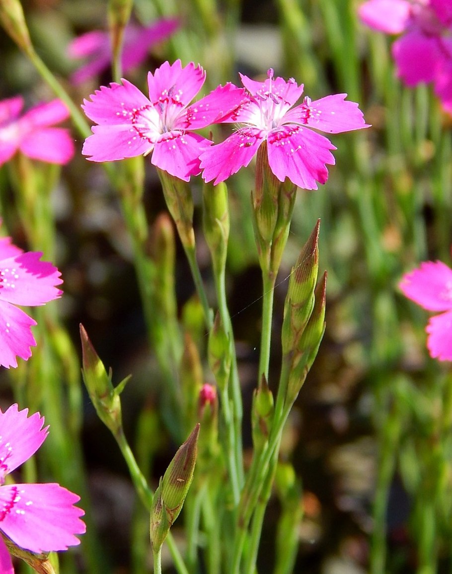 Гвоздика травянка dianthus deltoides